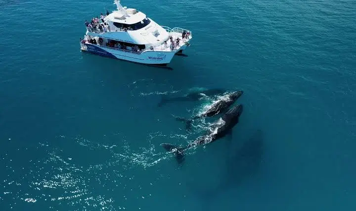 Whale-watching boat with two whales alongside in Hervey Bay